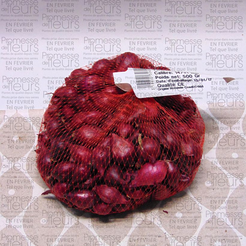 Example of Organic Red Karmen Onion plants - Allium cepa specimen as delivered