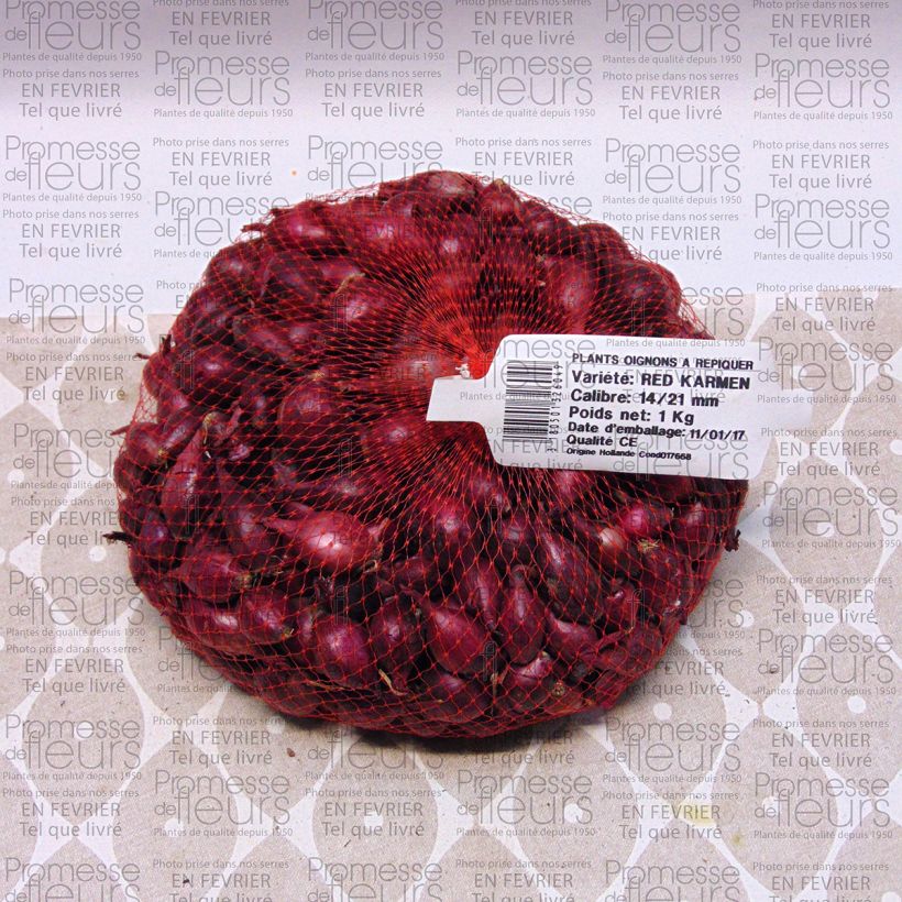 Example of Organic Red Karmen Onion plants - Allium cepa Each size 14/21 mm specimen as delivered