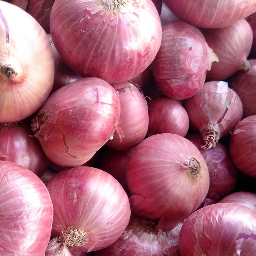 Rosanna Onion - Allium cepa (Harvest)