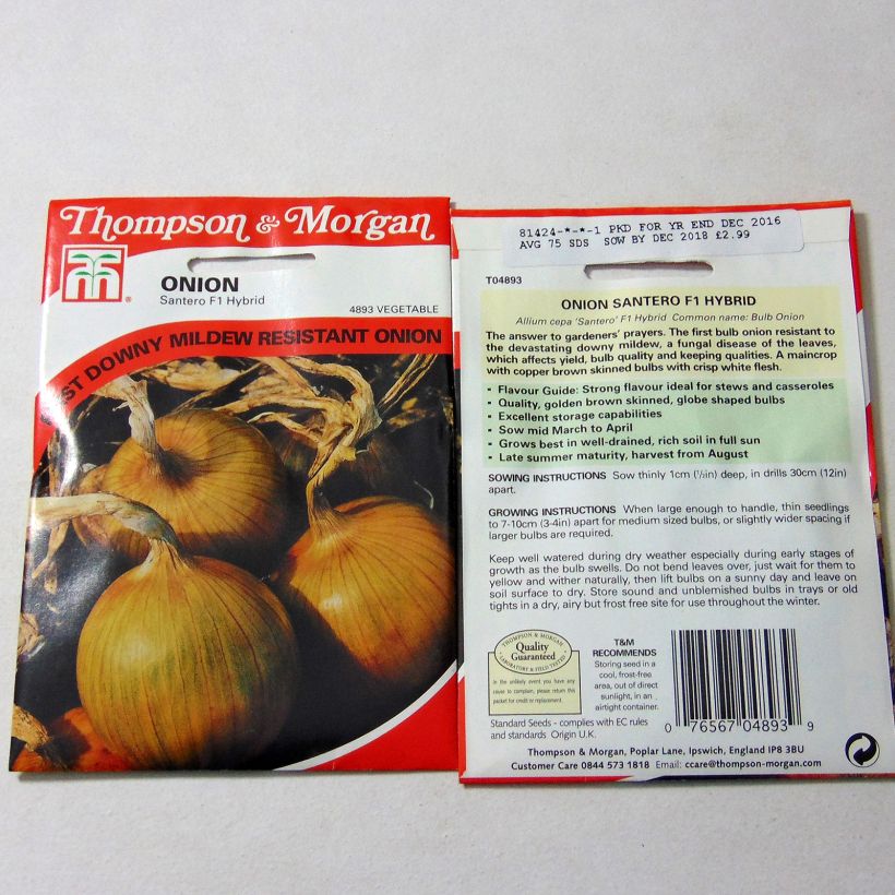Example of Santero F1 Rijnsburger type Onion - Allium cepa per pack of 75 seeds specimen as delivered
