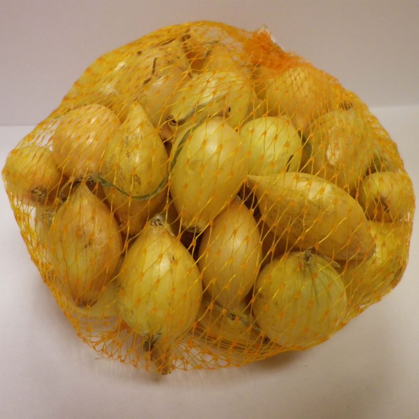 Example of Senshyu Yellow Onion plants (autumn planting) - Allium cepa Each size 14/21 mm specimen as delivered