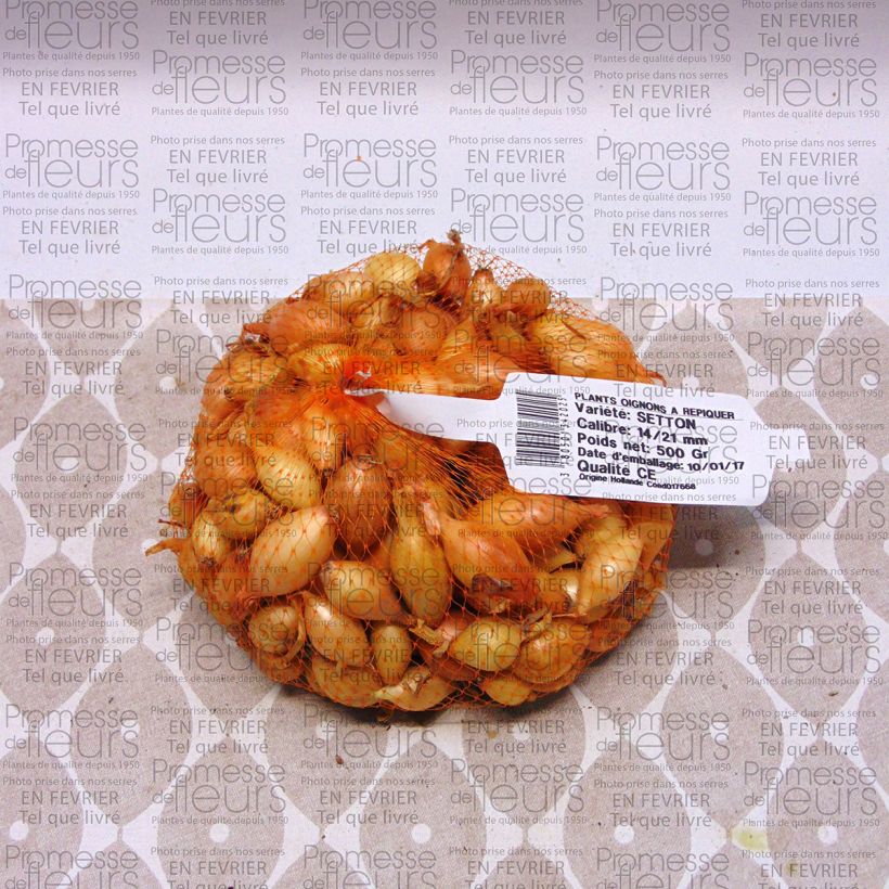 Example of Setton Onion - Allium cepa Each size 14/21 mm specimen as delivered