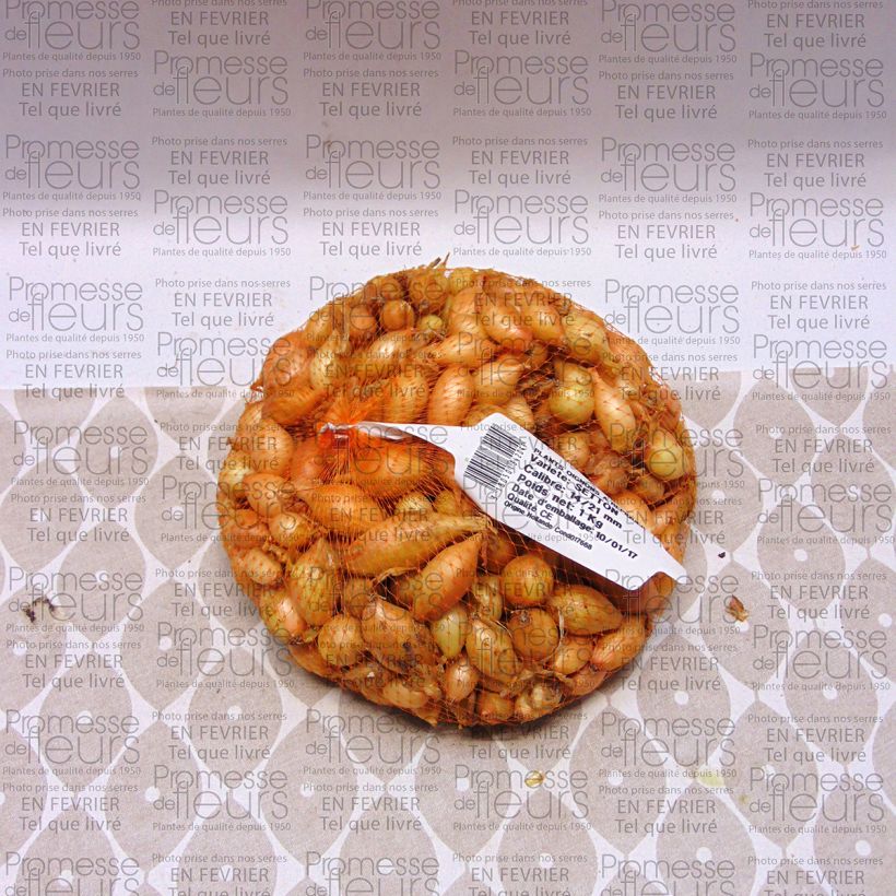 Example of Setton Onion - Allium cepa Each size 14/21 mm specimen as delivered
