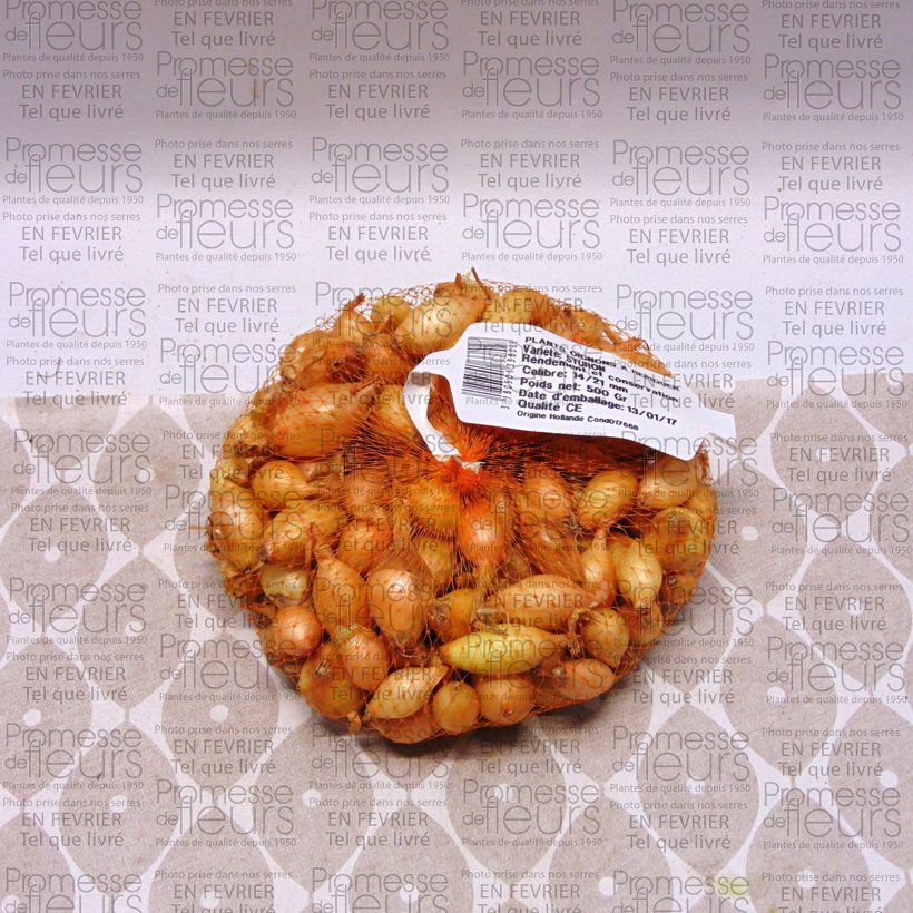 Example of Sturon Onion plants - Allium cepa Each size 14/21 mm specimen as delivered