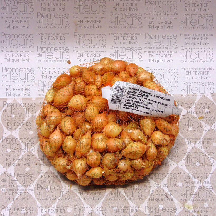 Example of Sturon Onion plants - Allium cepa Each size 14/21 mm specimen as delivered
