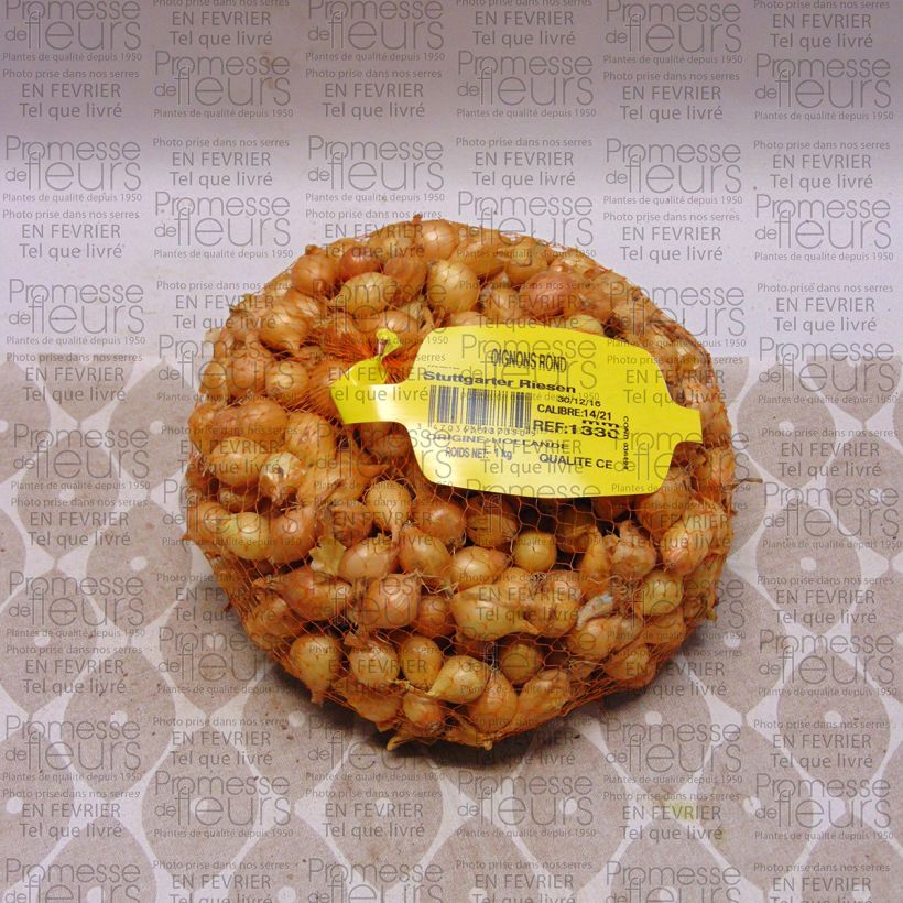 Example of Stuttgarter Riesen Onion plants - Allium cepa Each size 14/21 mm specimen as delivered
