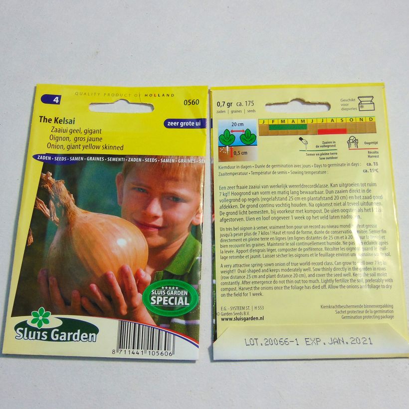 Example of Giant Onion Kelsae per pack of 175 seeds specimen as delivered