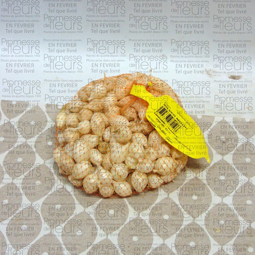 Example of White Onion plants - Allium cepa Each size 14/21 mm specimen as delivered