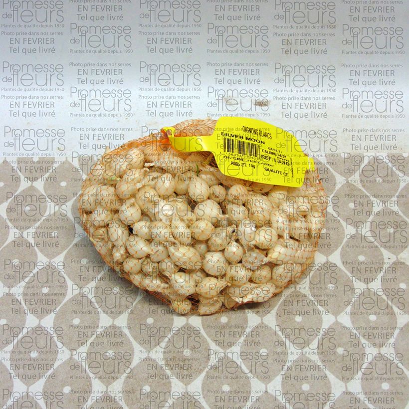 Example of White Onion plants - Allium cepa Each size 14/21 mm specimen as delivered