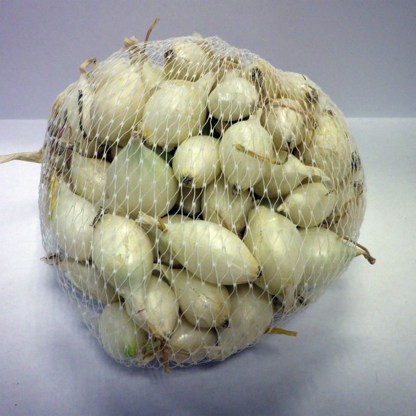 Example of White Globle Onion plants (autumn planting) - Allium cepa Each size 14/21 mm specimen as delivered