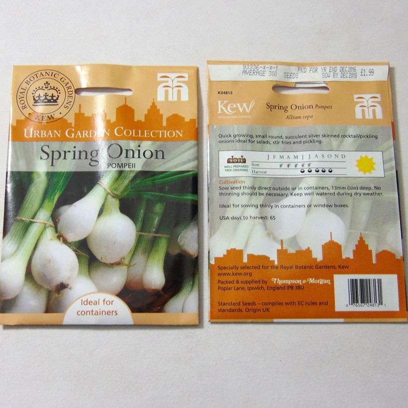 Example of Pompeii White Onion - Allium cepa per pack of 300 seeds specimen as delivered