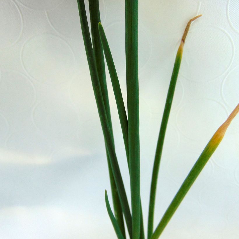 Tree onion - Allium proliferum (Foliage)