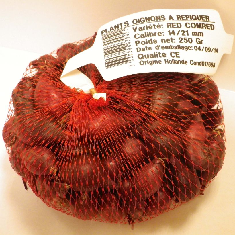 Example of Red Karmen red onion plants (autumn planting) - Allium cepa Each size 14/21 mm specimen as delivered