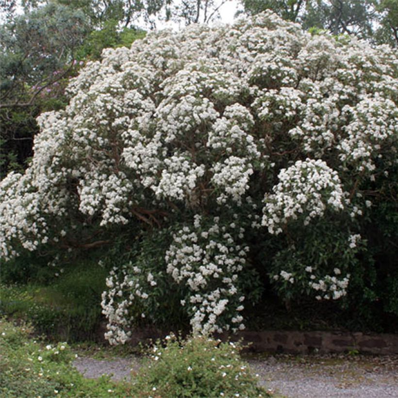 Olearia macrodonta Major (Flowering)