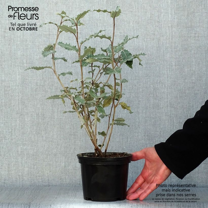 Olearia macrodonta Major 2L/3L pot sample as delivered in autumn