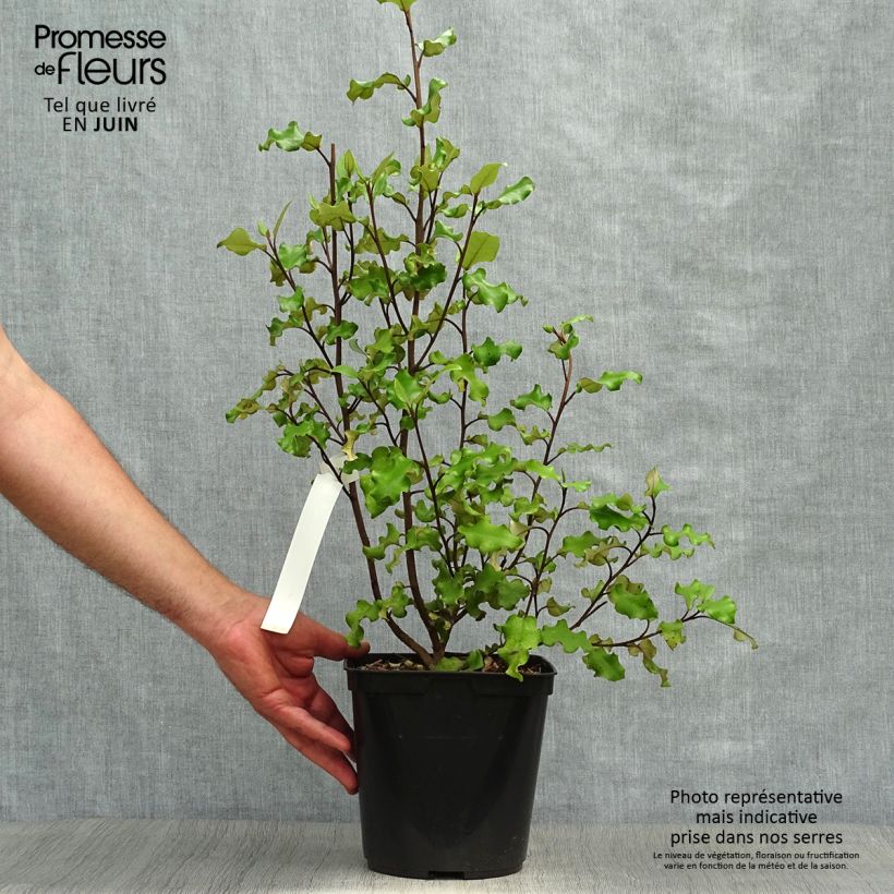 Olearia paniculata 4L/5L pot sample as delivered in summer