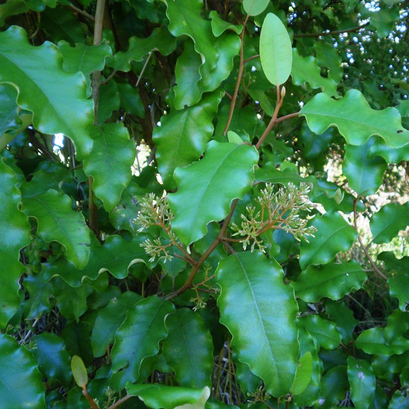 Olearia paniculata (Foliage)