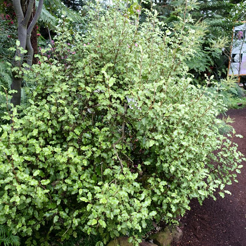 Olearia paniculata (Plant habit)