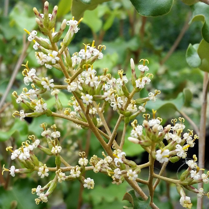 Olearia paniculata (Flowering)