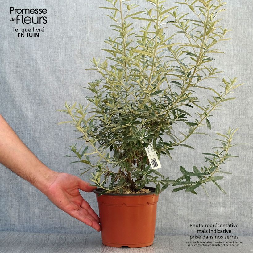 Olearia  scilloniensis - Daisy Bush 3L/4L pot sample as delivered in summer
