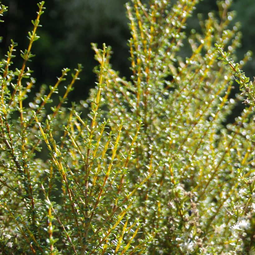 Olearia solandri Aurea (Foliage)