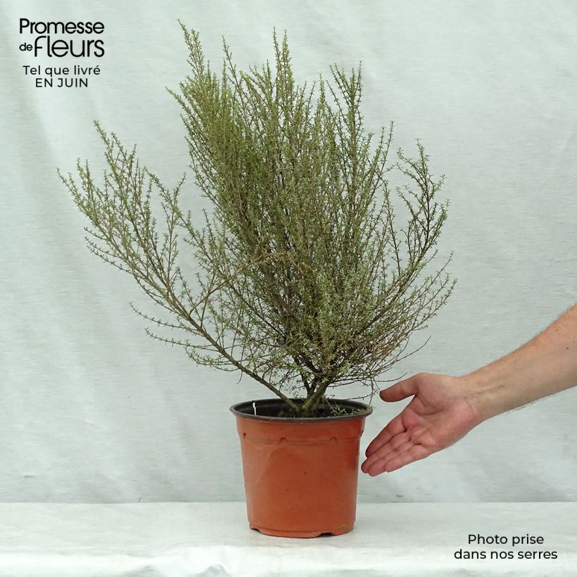 Olearia solandri Aurea 2L/3L pot sample as delivered in summer