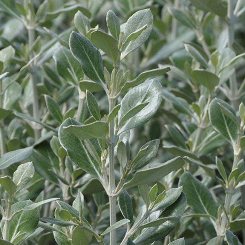 Olearia traversii - Daisy Bush (Foliage)