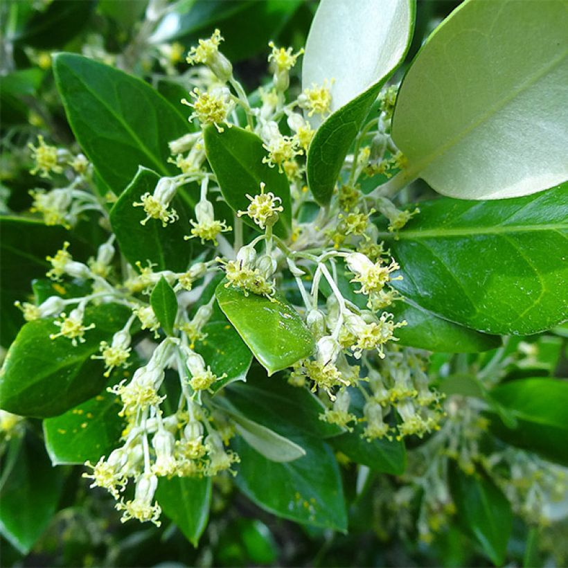 Olearia traversii - Daisy Bush (Flowering)