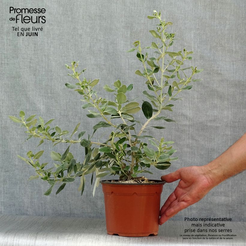 Olearia traversii - Daisy Bush 2L/3L pot sample as delivered in summer