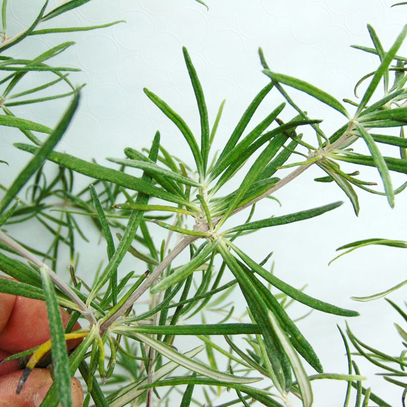 Olearia virgata - Daisy Bush (Foliage)