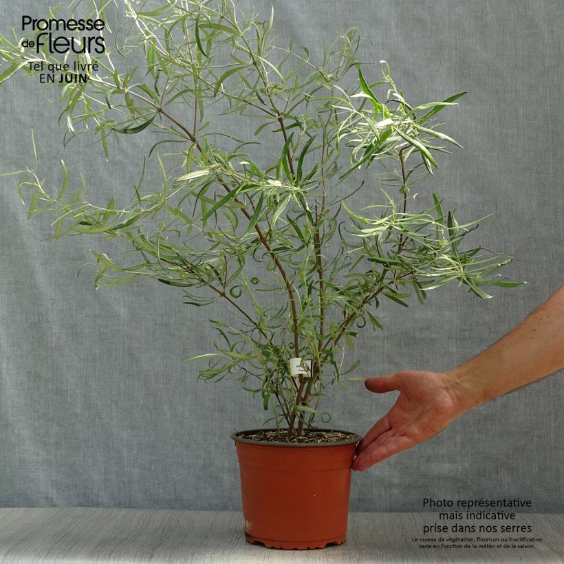Olearia virgata - Daisy Bush 2L/3L pot sample as delivered in summer