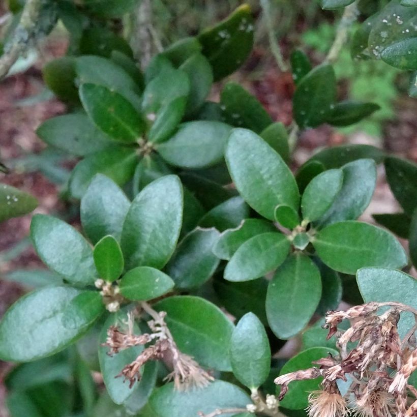 Olearia haastii - Daisy Bush (Foliage)