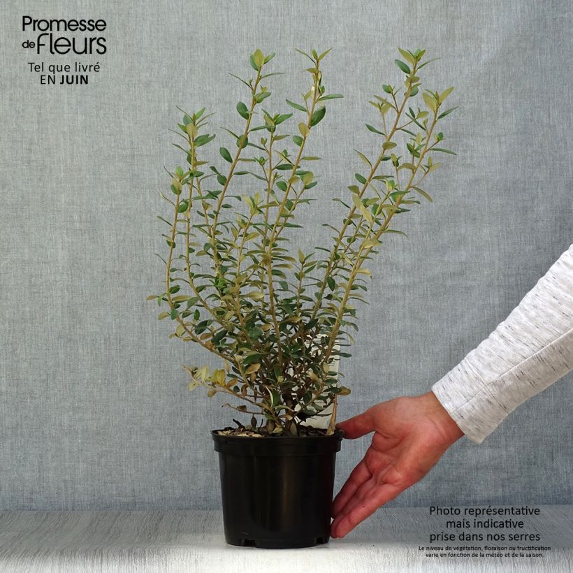 Olearia haastii - Daisy Bush 2L/3L pot sample as delivered in summer