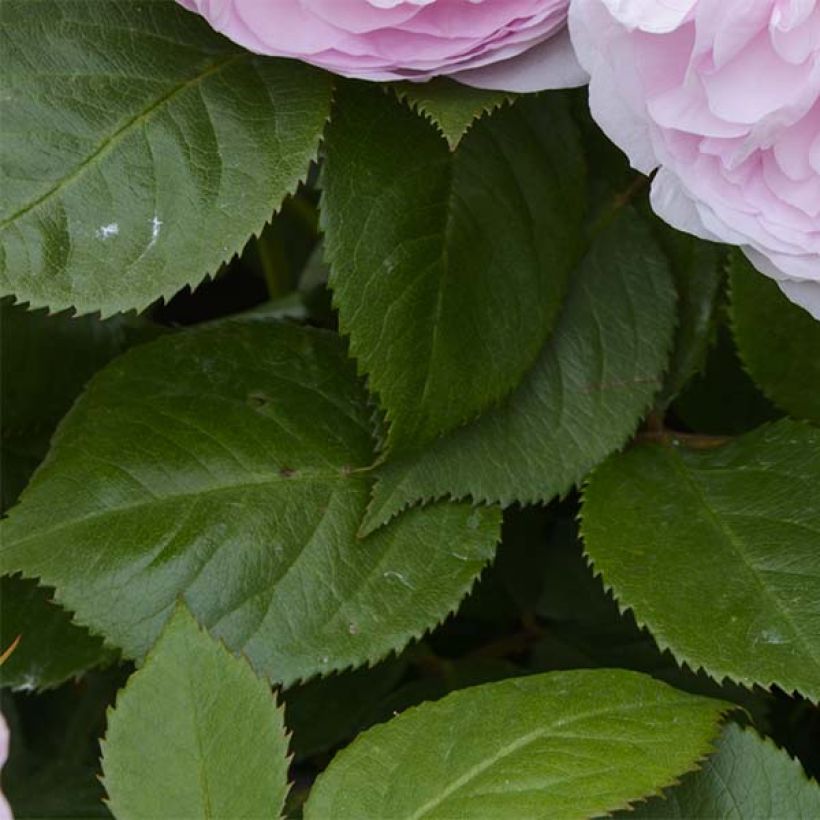 Rosa 'Olivia Rose Austin' - English Rose (Foliage)