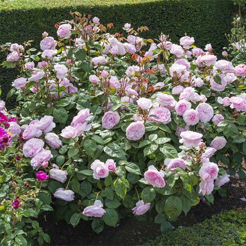 Rosa 'Olivia Rose Austin' - English Rose (Plant habit)