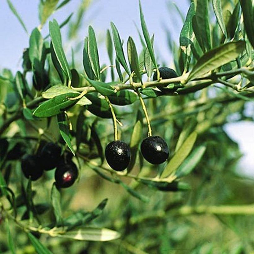 Olea europaea Bouteillan Olive Tree (Harvest)