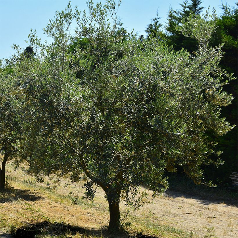 Olea europaea Cailletier - Olive tree (Plant habit)