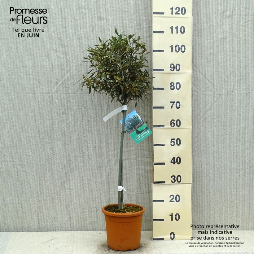 Olea europaea Stem - Olive 7.5L/10L pot sample as delivered in summer