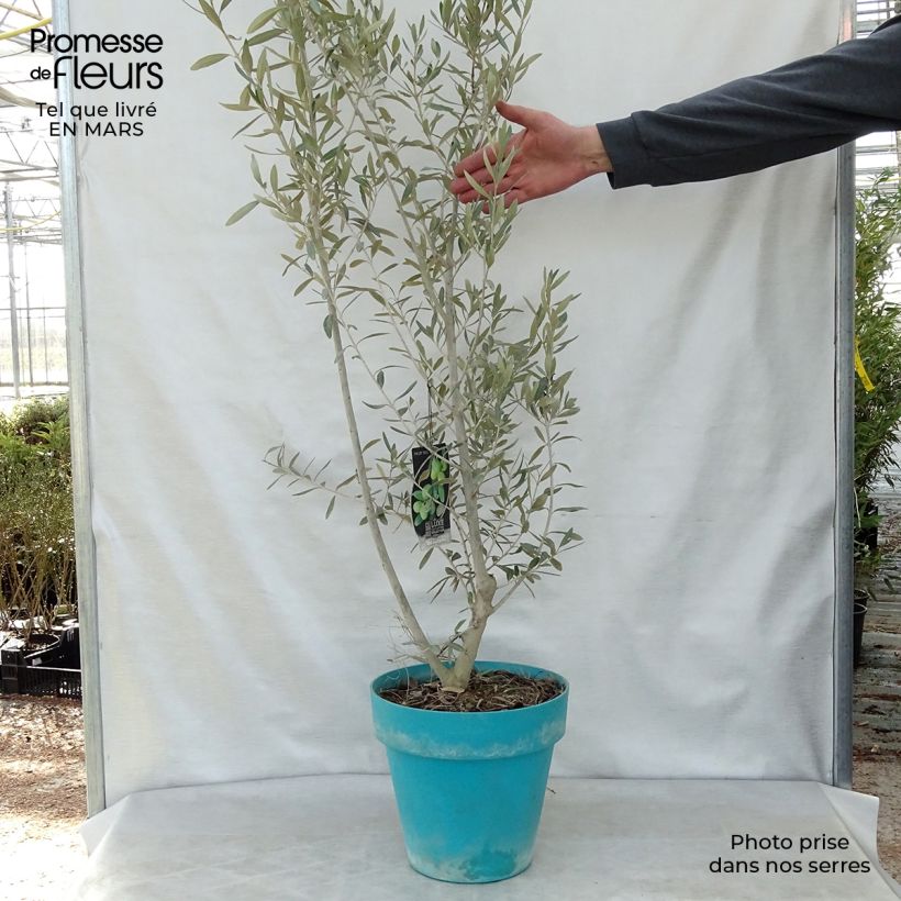 Olea europaea - Olive sample as delivered in spring