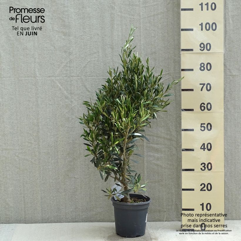 Olea europaea - Olive sample as delivered in spring