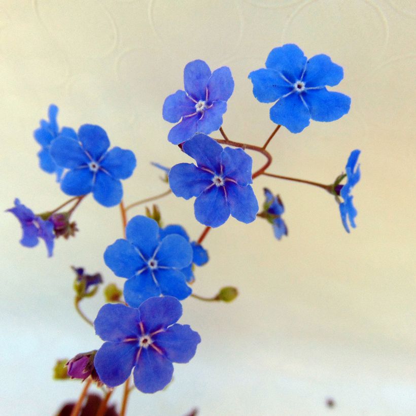 Omphalodes cappadocica Cherry Ingram (Flowering)