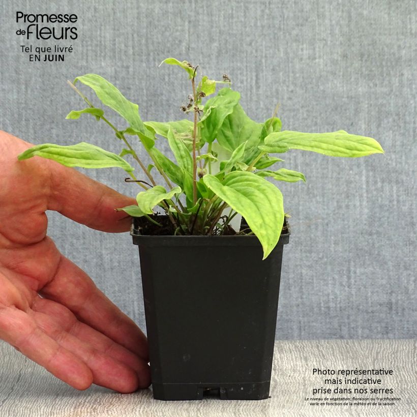 Omphalodes cappadocica Cherry Ingram 8/9 cm pot sample as delivered in summer