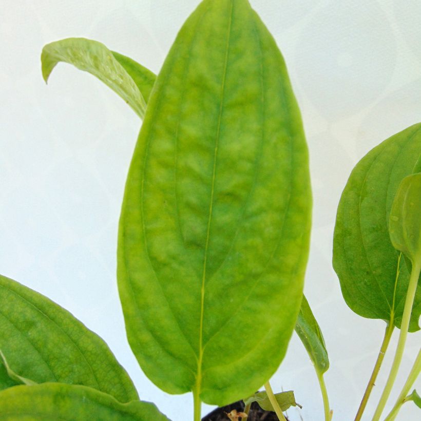 Omphalodes cappadocica Starry Eyes (Foliage)