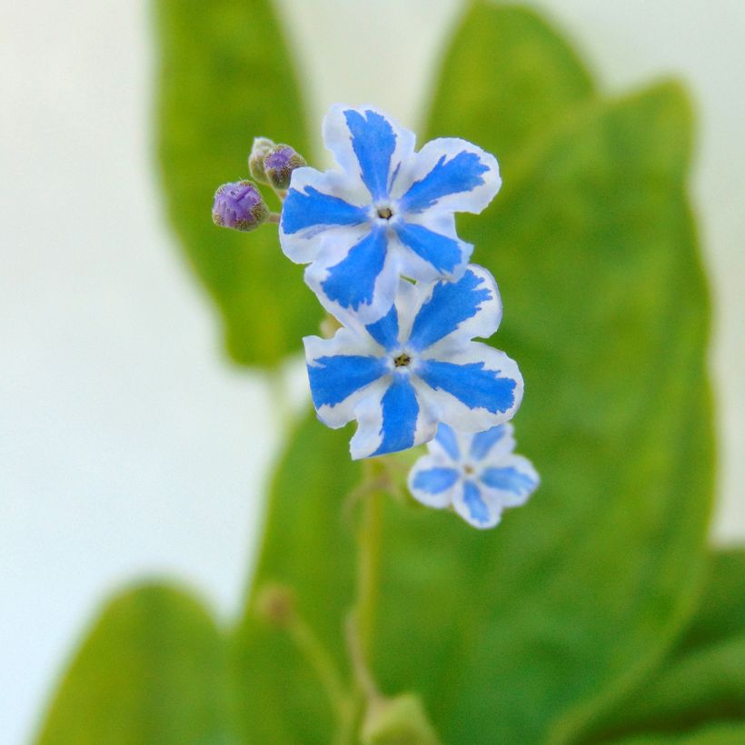 Omphalodes cappadocica Starry Eyes (Flowering)