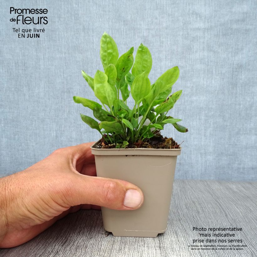 Omphalodes cappadocica Starry Eyes 8/9 cm pot sample as delivered in summer