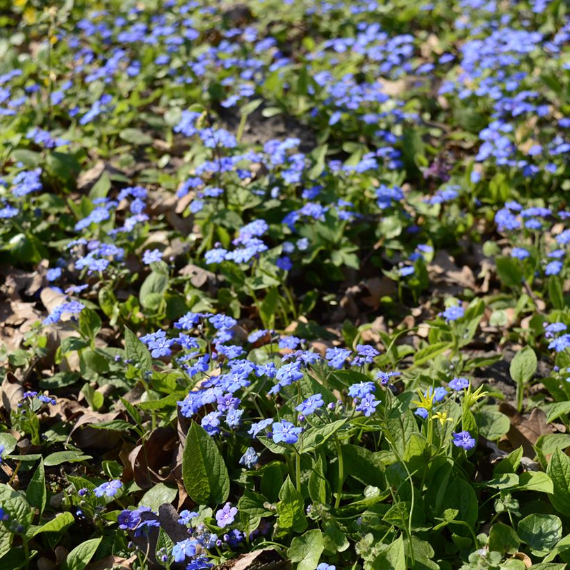 Omphalodes cappadocica (Plant habit)