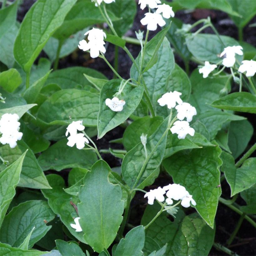 Omphalodes verna Alba (Flowering)