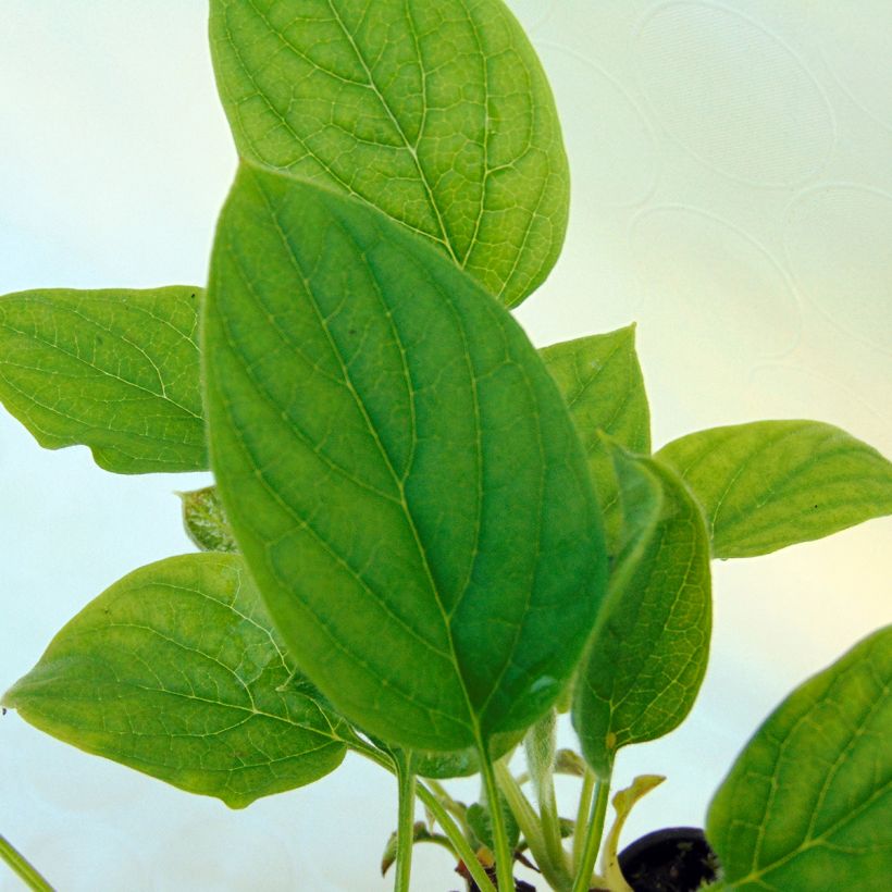 Omphalodes verna Alba (Foliage)