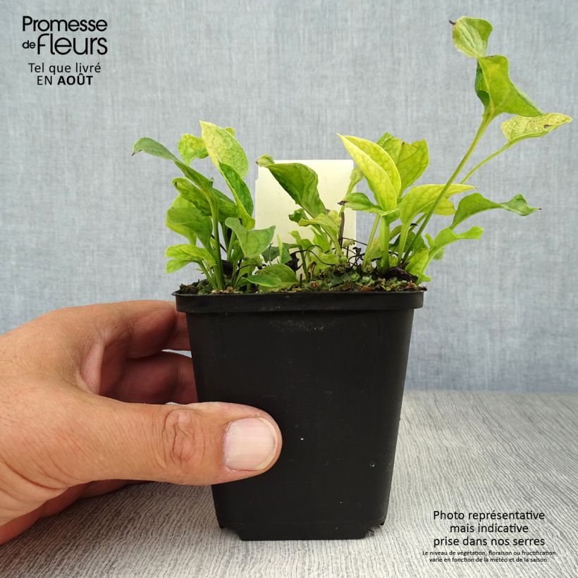 Omphalodes verna 8/9 cm pot sample as delivered in summer