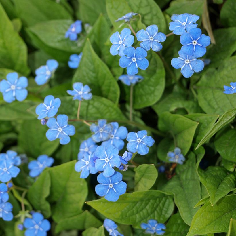 Omphalodes verna (Flowering)